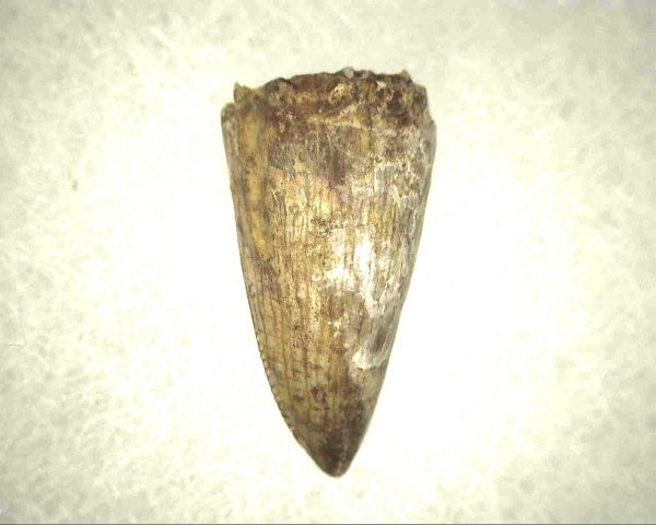 Phytosaur Tooth #6