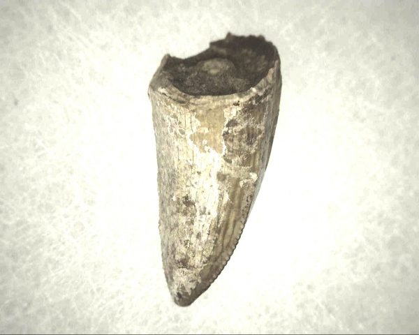 Phytosaur Tooth #6 - Image 2