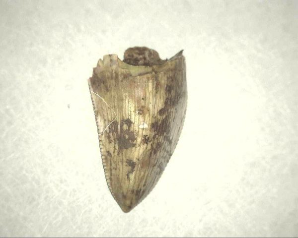 Phytosaur Tooth #7