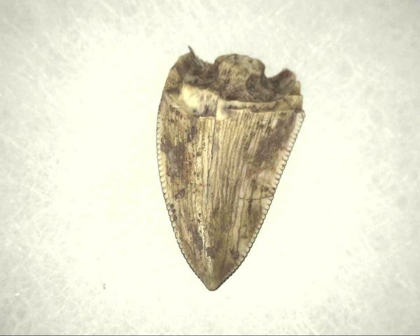 Phytosaur Tooth #7 - Image 2