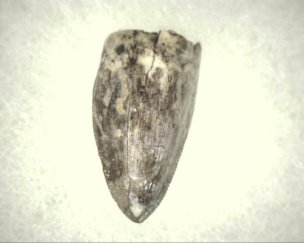 Phytosaur Tooth #8