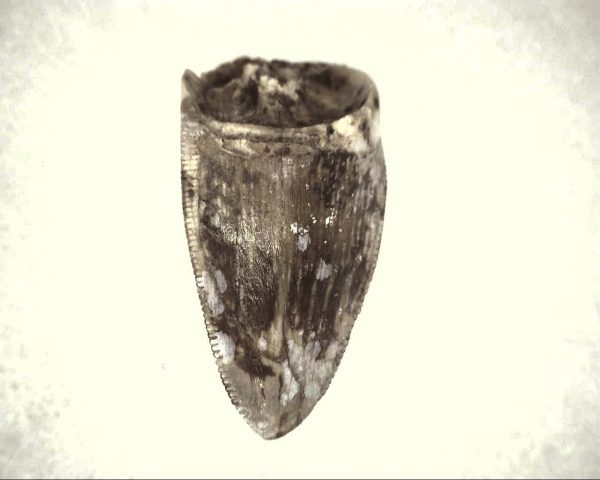 Phytosaur Tooth #8 - Image 2