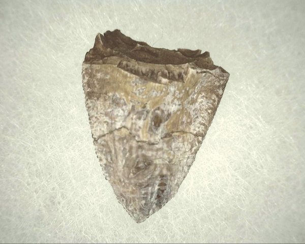 Phytosaur Tooth #9 - Image 2