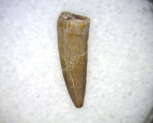 Phytosaur Tooth #24 - Image 2