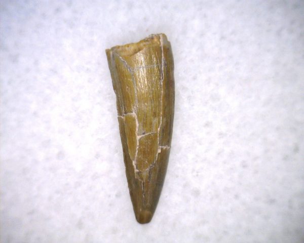 Phytosaur Tooth #24 - Image 3