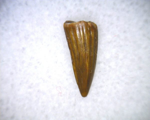 Phytosaur Tooth #25 - Image 2