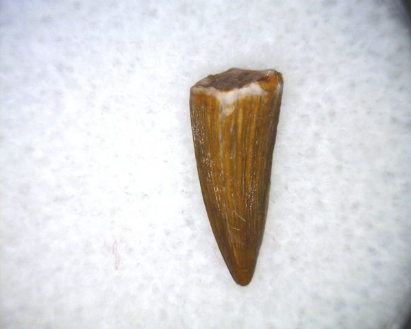 Phytosaur Tooth #25 - Image 3