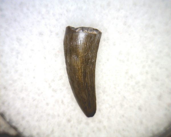 Phytosaur Tooth #27 - Image 2