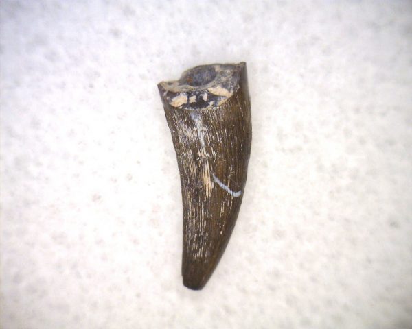 Phytosaur Tooth #27 - Image 3