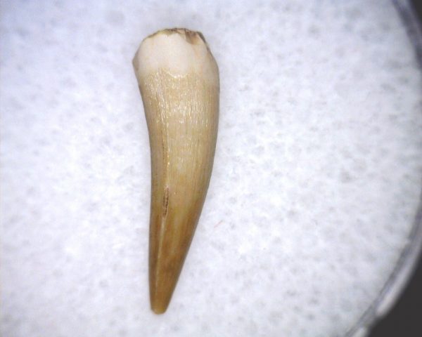 Phytosaur Tooth #28 - Image 2