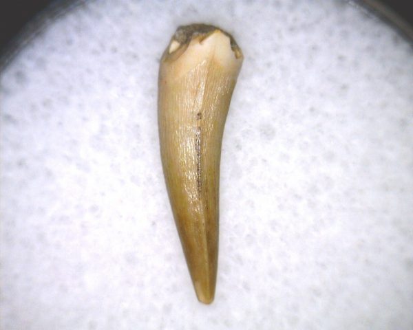 Phytosaur Tooth #28 - Image 3