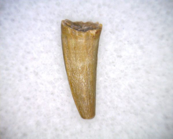 Phytosaur Tooth #31 - Image 2