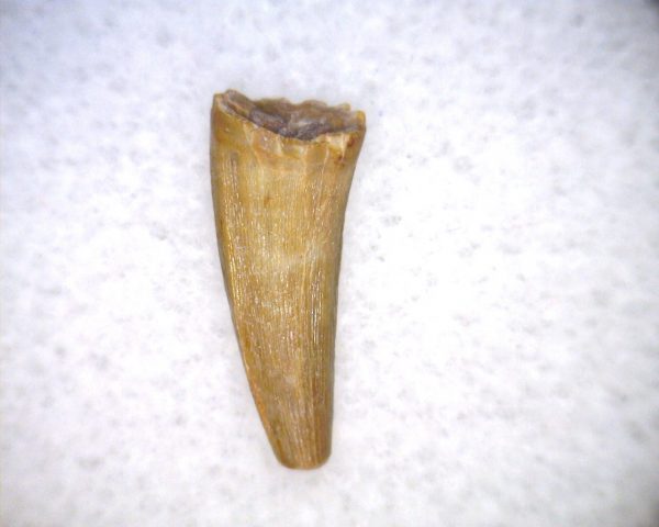 Phytosaur Tooth #31 - Image 3