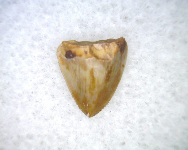 Phytosaur Tooth #32 - Image 2