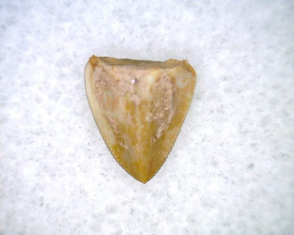 Phytosaur Tooth #32 - Image 3