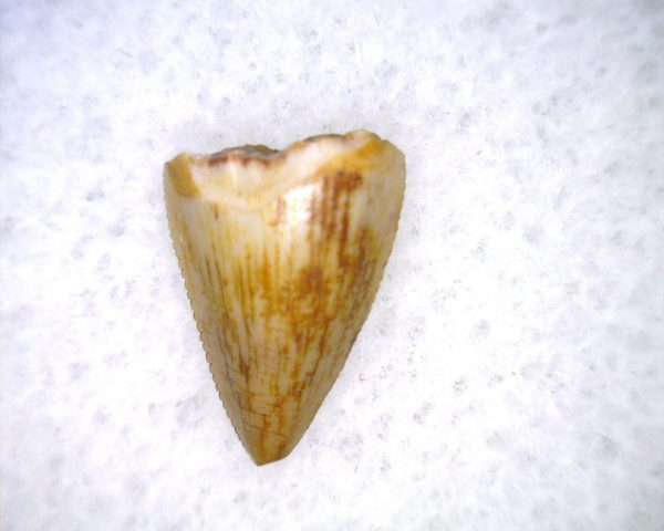 Phytosaur Tooth #33 - Image 2