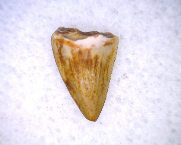 Phytosaur Tooth #33 - Image 3