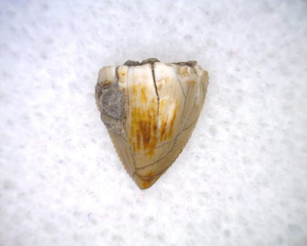 Phytosaur Tooth #34 - Image 3