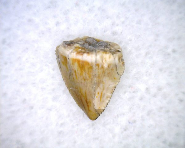 Phytosaur Tooth #34 - Image 2