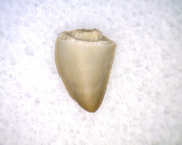 Phytosaur Tooth #35 - Image 3