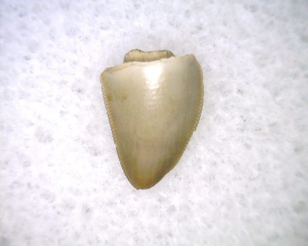 Phytosaur Tooth #35 - Image 2