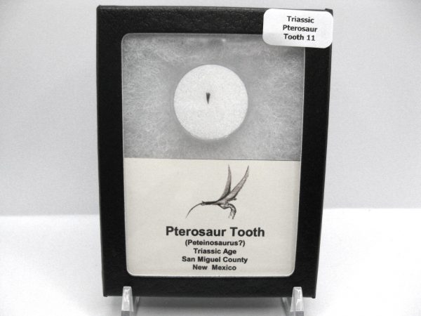 Genuine Triassic Age Pterosaur Tooth Fossil for Sale from New Mexico #11b