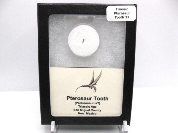 Genuine Triassic Age Pterosaur Tooth Fossil for Sale from New Mexico #12b