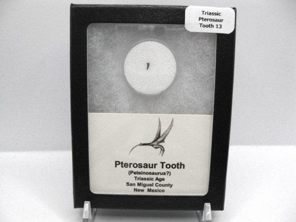 Genuine Triassic Age Pterosaur Tooth Fossil for Sale from New Mexico #13b