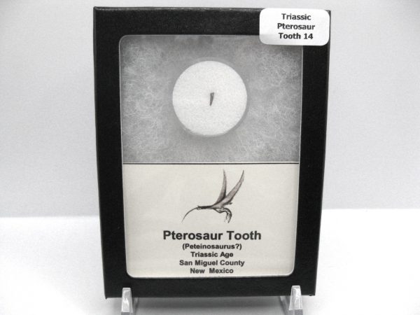 Genuine Triassic Age Pterosaur Tooth Fossil for Sale from New Mexico #14b