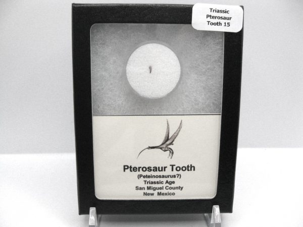 Genuine Triassic Age Pterosaur Tooth Fossil for Sale from New Mexico #15b