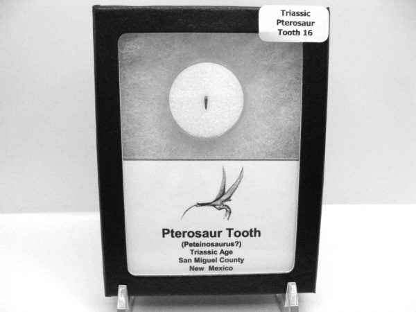 Genuine Triassic Age Pterosaur Tooth Fossil for Sale from New Mexico #16b