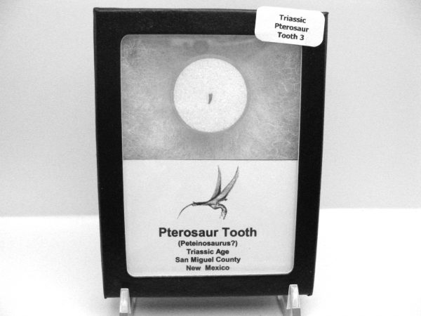 Genuine Triassic Age Pterosaur Tooth Fossil for Sale from New Mexico #3b