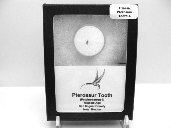 Genuine Triassic Age Pterosaur Tooth Fossil for Sale from New Mexico #4b