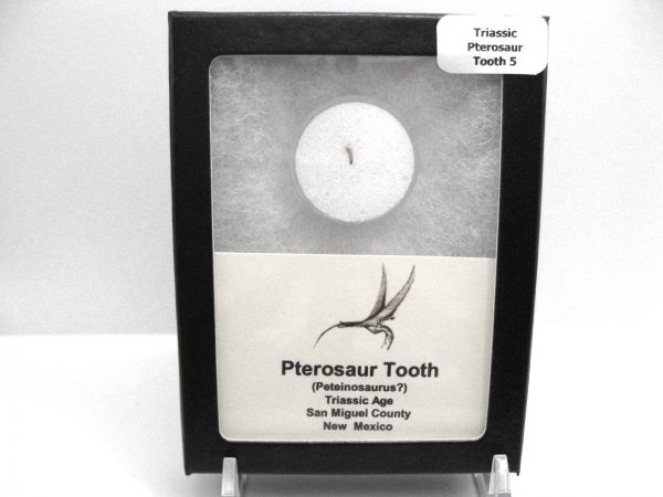 Genuine Triassic Age Pterosaur Tooth Fossil for Sale from New Mexico #5b