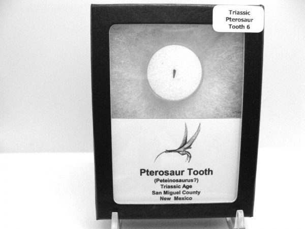 Genuine Triassic Age Pterosaur Tooth Fossil for Sale from New Mexico #6b