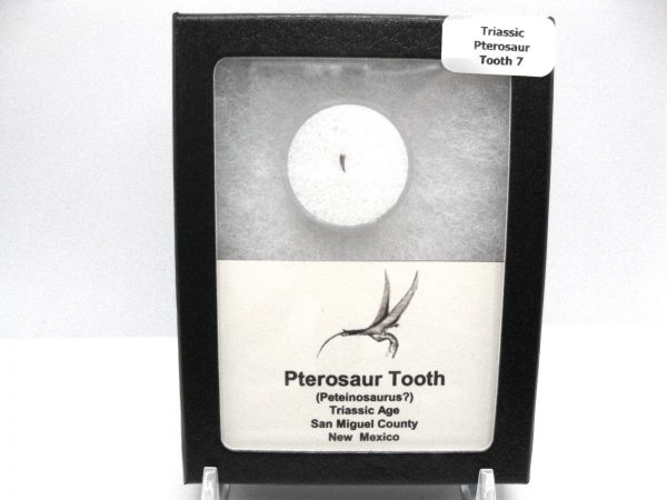 Genuine Triassic Age Pterosaur Tooth Fossil for Sale from New Mexico #7b