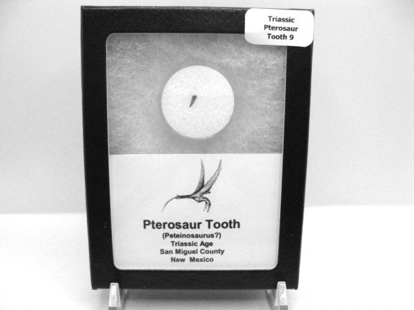 Genuine Triassic Age Pterosaur Tooth Fossil for Sale from New Mexico #9b