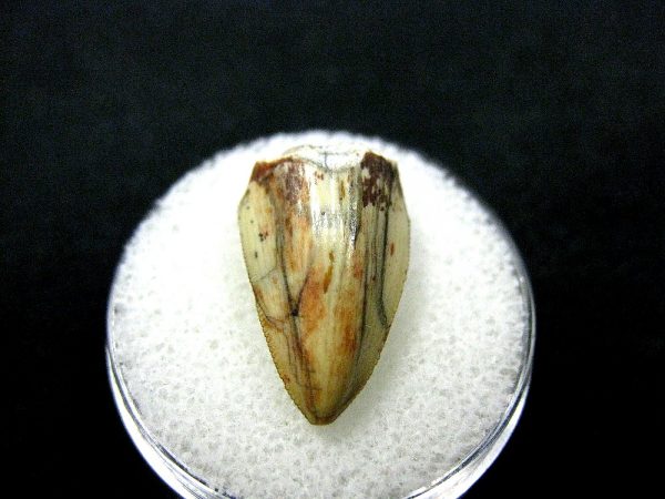 Rutiodon Reptile Tooth #10