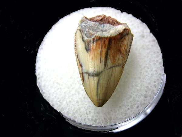 Rutiodon Reptile Tooth #10 - Image 2