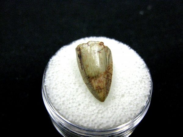 Rutiodon Reptile Tooth #3