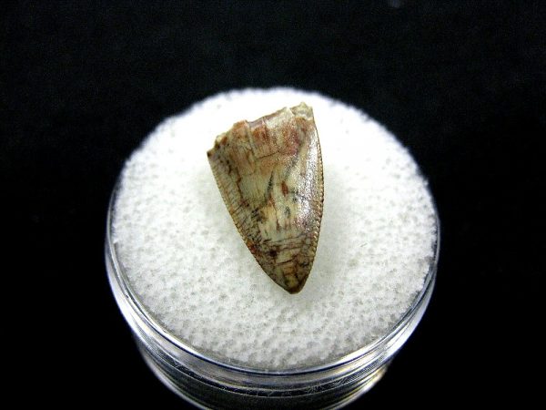 Rutiodon Reptile Tooth #3 - Image 2