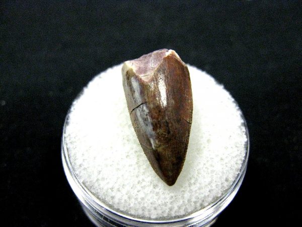 Rutiodon Reptile Tooth #4