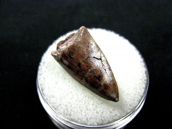 Rutiodon Reptile Tooth #4 - Image 2