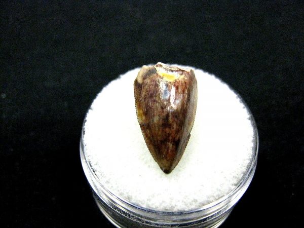 Rutiodon Reptile Tooth #5