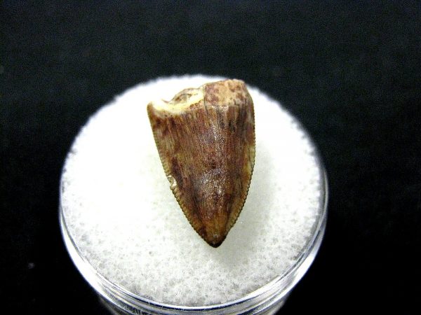 Rutiodon Reptile Tooth #5 - Image 2