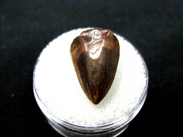 Rutiodon Reptile Tooth #6