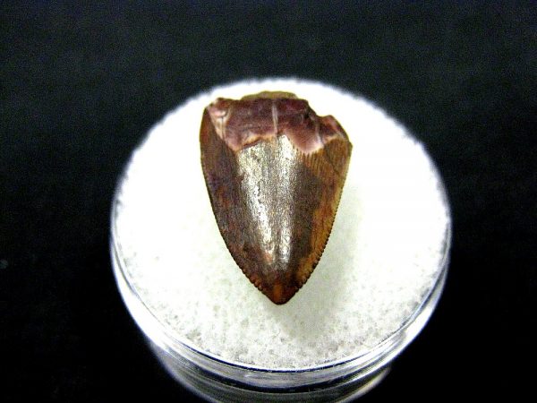 Rutiodon Reptile Tooth #6 - Image 2