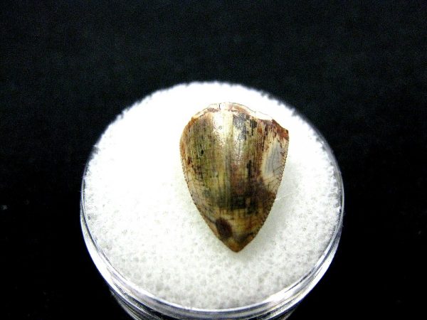 Rutiodon Reptile Tooth #7