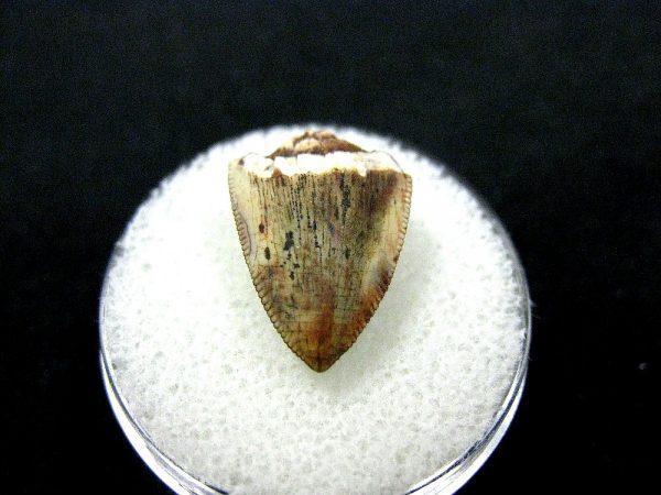 Rutiodon Reptile Tooth #7 - Image 2