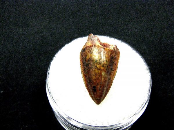 Rutiodon Reptile Tooth #8